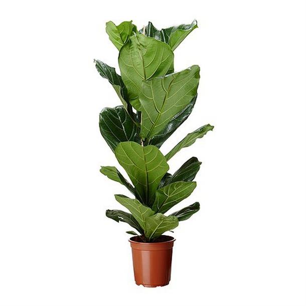 Ficus Lyrata Violin figen Medium