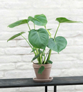 Monstera deliciosa