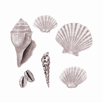 Thats Mine Wall Stickers Seashell – Rose