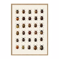 The Dybdahl - Insectum 30  - Billede 50x70